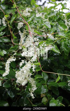 Russian Vine (Fallopia aubertii) Plantae Stock Photo - Alamy
