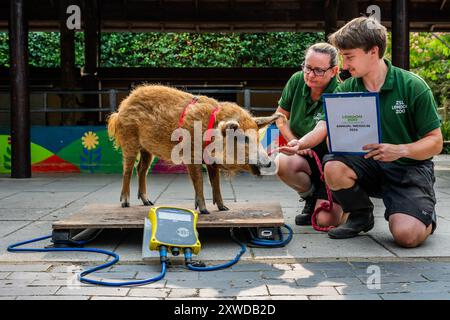 London, UK. 19th Aug, 2024. Olive the Mangalitsa pig is enticed on the scales by its keepers Owen and Bernie - London Zoo (ZSL) carry out their annual weigh-in. Caring for more than 10,000 animals, the keepers record the weights and measurements of the animals -information which provides a critical insight into their health and wellbeing. Credit: Guy Bell/Alamy Live News Stock Photo