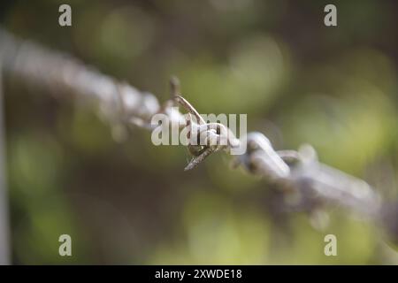 Close-up of barbed wire at Pointe du Hoc, Normandy, France. Stock Photo