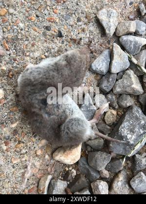 North American Least Shrew (Cryptotis parvus) Mammalia Stock Photo