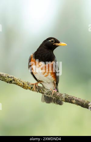 black-breasted thrush, Turdus dissimilis Stock Photo