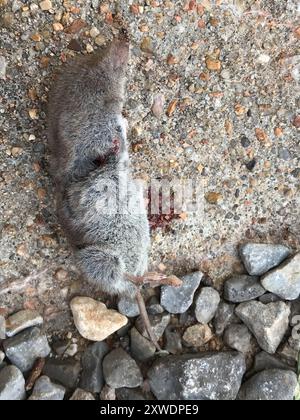 North American Least Shrew (Cryptotis parvus) Mammalia Stock Photo