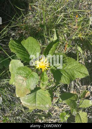 Alpine ragwort (Jacobaea alpina) Plantae Stock Photo - Alamy