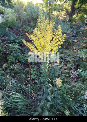 showy goldenrod (Solidago speciosa) Plantae Stock Photo