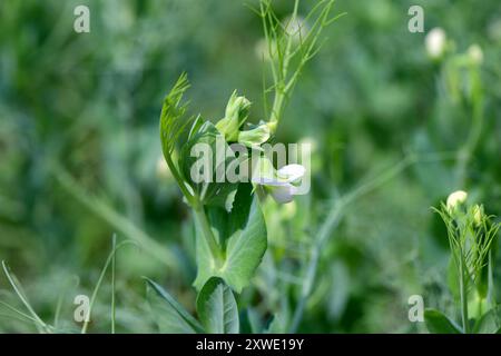 Peas flowering in a cultivated field. Stock Photo