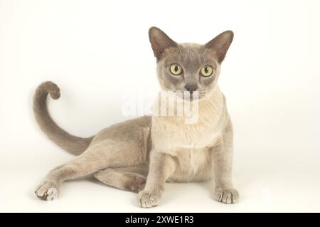 Alert Young Lilac Burmese Layed forwards on white Stock Photo