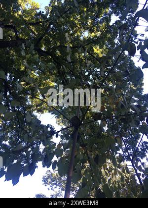 Wonder tree (Idesia polycarpa) Plantae Stock Photo - Alamy