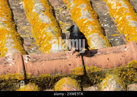 Jackdaw Perched , black and grey bird on Lichen-Covered Roof Tiles in Golden Sunlight Stock Photo