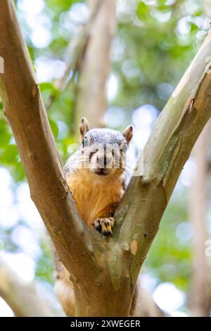 Friendly, curious squirrel sitting in the tree at Hermann Park, Houston, Texas, USA Stock Photo