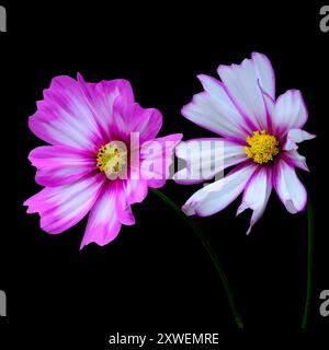 cosmos caudatus kunth flower Stock Photo