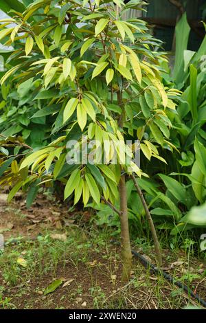 Planting durian trees and strengthening the roots of durian trees with ...