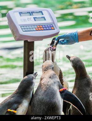 London, UK. 19th Aug, 2024. Zookeepers entice the Humboldt penguins into walking over scales as they line up for their morning feed - London Zoo (ZSL) carry out their annual weigh-in. Caring for more than 10,000 animals, the keepers record the weights and measurements of the animals -information which provides a critical insight into their health and wellbeing. Credit: Guy Bell/Alamy Live News Stock Photo