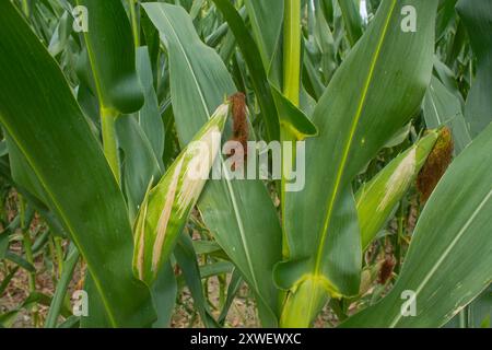 Corn field on the bright blue sky background. Farming and agriculture, growing fresh vegetables and fruits. Corn leaves and cobs growing Stock Photo