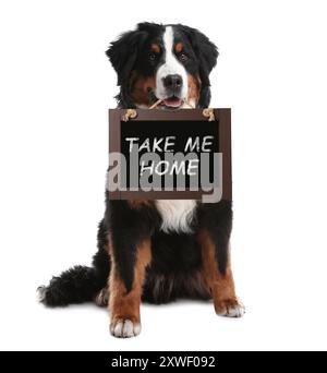 Bernese mountain dog holding blackboard with phrase Take Me Home on white background. Pet adoption Stock Photo
