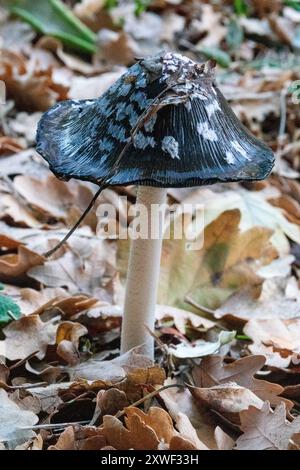 Coprinopsis picacea, commonly known as the magpie mushroom, magpie ...