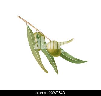 Watercolor illustration of olive branch with olives on landscape ...