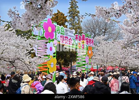 Qingdao, China's Shandong Province. 11th Apr, 2024. People view cherry blossoms at Zhongshan Park in Qingdao, east China's Shandong Province, April 11, 2024. Credit: Li Ziheng/Xinhua/Alamy Live News Stock Photo