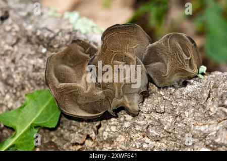 Auricularia auricula-judae, commonly known as wood ear, jelly ear, or more historically, Jew's ear, is a species of fungus in the order Auriculariales Stock Photo