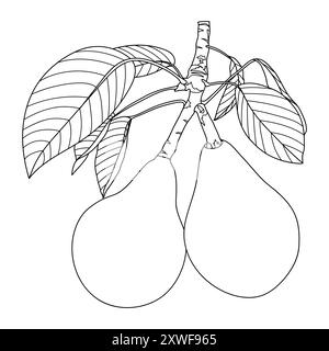Outline pears, vector illustration. Pear tree branch with fruit and leaves, coloring book page. Healthy nutrition, diet, organic, vegan food. Stock Vector