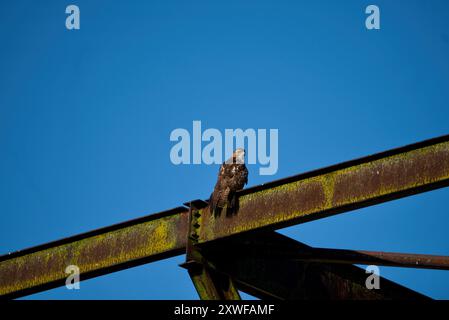 Red-Tailed Hawk in Pennsylvania Stock Photo
