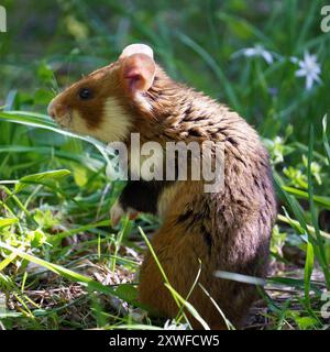 Closeups of Brown and white european hamster (or black-bellied hamster, Cricetus cricetus) in green meadow grass in upright position staring at someth Stock Photo