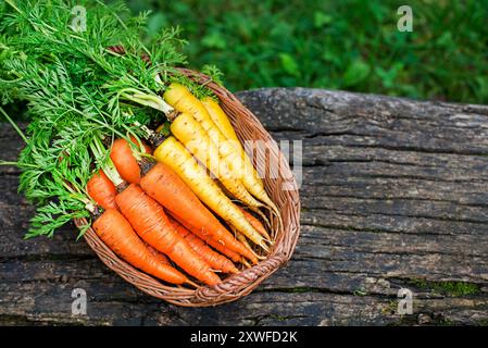 Bunch of organic carrot, freshly harvested in garden close up. Autumn harvest of vegetables, farming Stock Photo