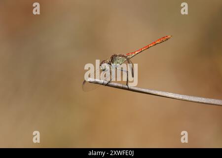 Dragonfly Sympetrum sinaiticum Dumont with beautiful bokeh perched on dry reed, Bocairent, Spain Stock Photo