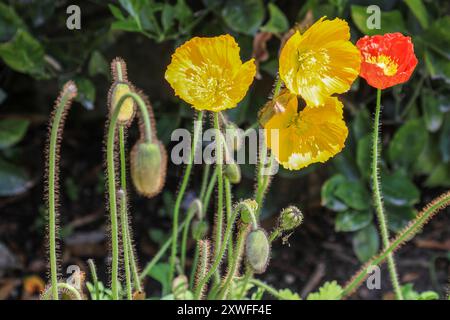 The yellow and orange flowers of a Welsh Poppy or Poppies, Papaver cambricum, synonym Meconopsis cambrica Stock Photo