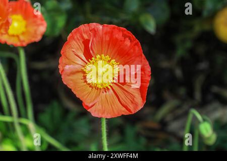 The yellow and orange flowers of a Welsh Poppy or Poppies, Papaver cambricum, synonym Meconopsis cambrica Stock Photo