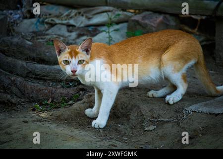 A cat sits on the ground in the courtyard of a village house and Bangladesh. Stock Photo