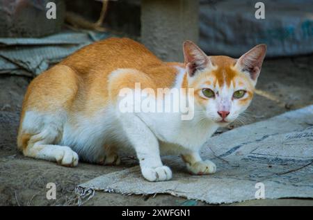 A cat sits on the ground in the courtyard of a village house and Bangladesh. Stock Photo