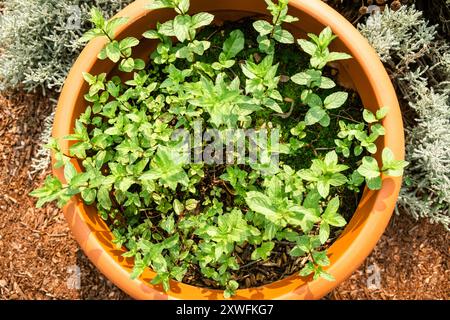 Top View of Healthy Mint Plant Growing in a Terracotta Pot Surrounded by Mulch. Stock Photo