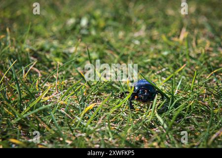 A summer HDR head on image of a Dor Beetle, Geotrupes stercorarius with a mite on it's head in the grass, North Uist, Scotland. 05 August 2024 Stock Photo