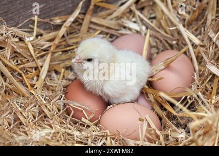 One-day old chick sitting on eggs. Stock Photo