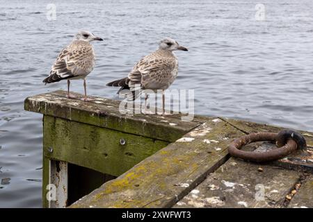 Two sea gull chicks standing on wooden pier with water background Stock Photo
