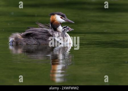 Merganser bird swimming and carrying two chicks on back Stock Photo
