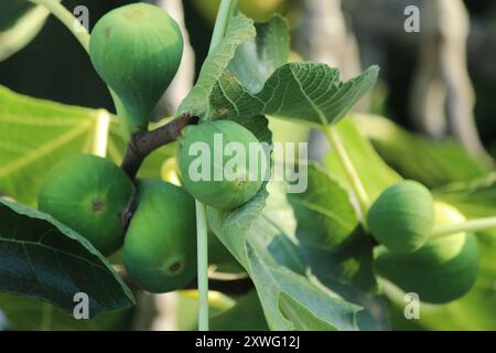 Green figs on a tree Stock Photo