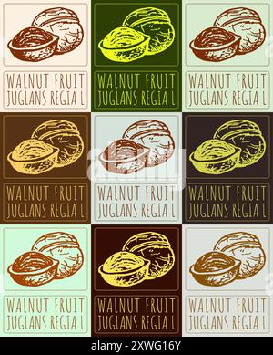 Set of vector drawing WALNUT FRUIT in various colors. Hand drawn illustration. Latin name is JUGLANS REGIA L. Stock Vector