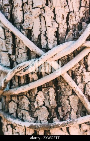 A white rope tourniquet tied in a knot around a white painted tree in the garden. Wooden pattern, background. Cord texture. Nautical string in garden Stock Photo