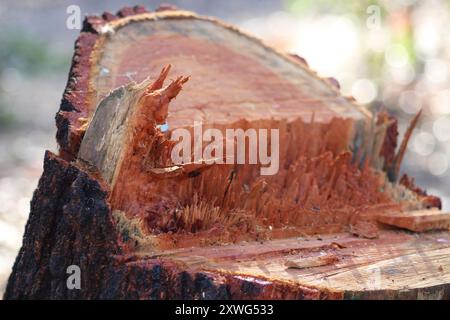 unevenly cut tree stump up close Stock Photo