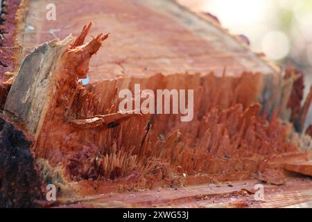 unevenly cut tree stump up close Stock Photo