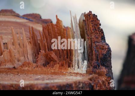 unevenly cut tree stump up close Stock Photo