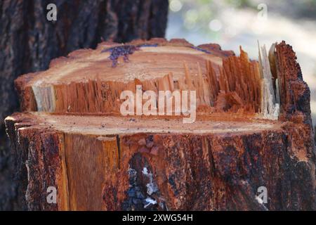 unevenly cut tree stump up close Stock Photo
