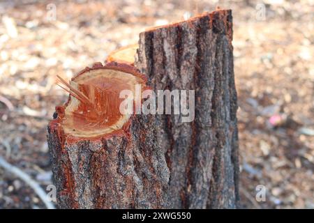 unevenly cut tree stump up close Stock Photo