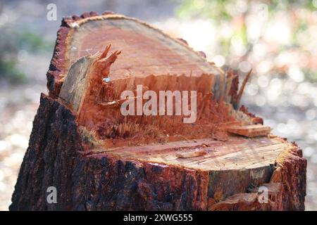 unevenly cut tree stump up close Stock Photo