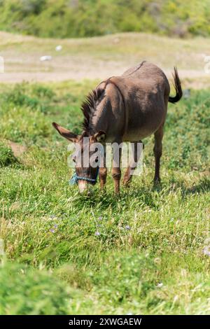 The Portrait of a Donkey. A Serene Pasture Scene in the Park. Stock Photo