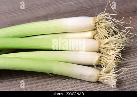 welsh onion (Allium fistulosum), welsh onion on a desk Stock Photo