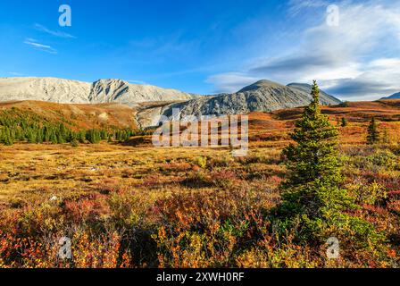 Autumn colours in the high alpine region at Stone Mountain Provincial Park. Stock Photo