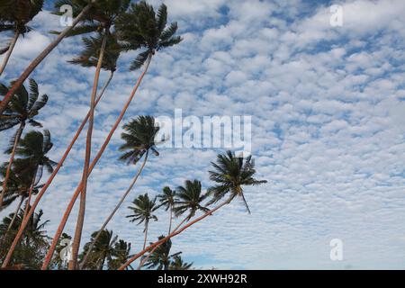 Coconut palm trees and cloudy blue sky, Fiji, background Stock Photo