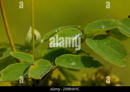 Small water drop on plant leaves. Quebec,Canada Stock Photo
